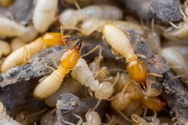 Termite Control Service - Pest Control in Kanpur, Lucknow ...