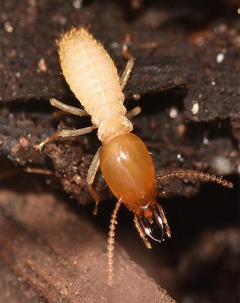 Termite control service in kanpur and lucknow krypton pest control