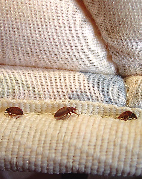 Bedbug control service in kanpur and lucknow krypton pest control 1