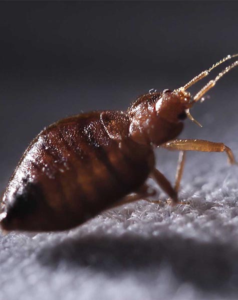 Bedbug control service in kanpur and lucknow krypton pest control