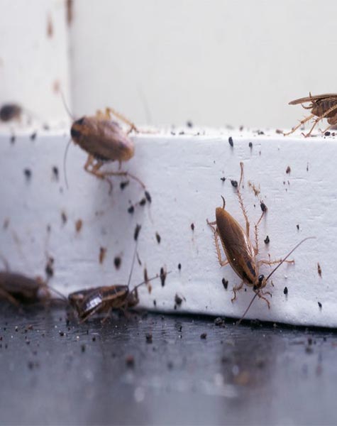 Cockroach control service in kanpur and lucknow krypton pest control 1