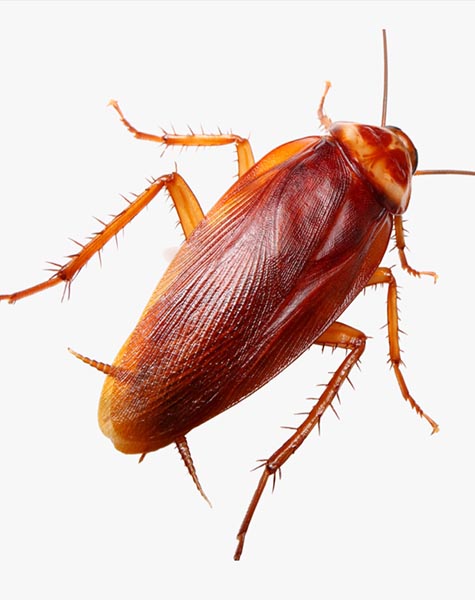 Cockroach control service in kanpur and lucknow krypton pest control