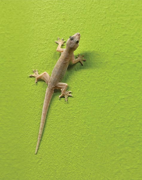 Lizard control service in kanpur and lucknow krypton pest control