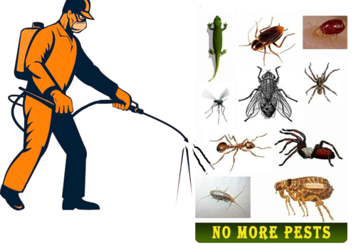 Pest Control Service in Kanpur