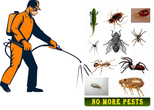 Pest Control Service in Kanpur